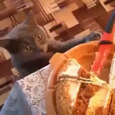 catpasteleria